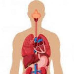 The Human body and Anatomy