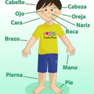 Vocabulario corporal