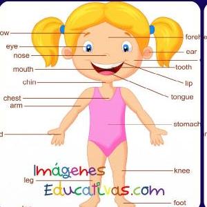 Partes del Cuerpo Humano