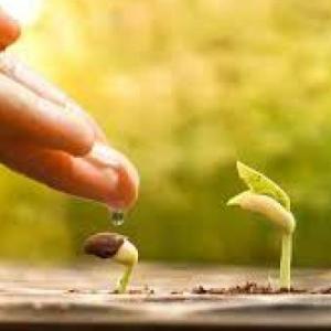 EXPERIMENTO DE GERMINACIÓN