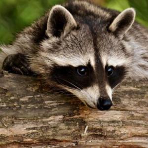 animales