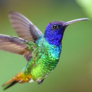 animales