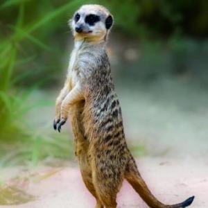Ahorcado