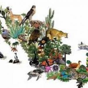 Patrones y tipos de biodiversidad