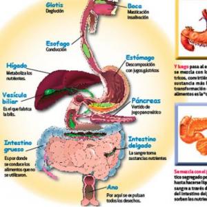 Descubriendo los órganos del sistema digestivo y sus procesos