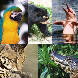 Animales De La Región Andina