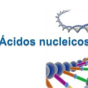 Ácidos nucleicos