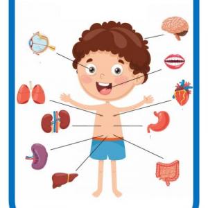 MEMORIA ÓRGANOS INTERNOS DEL CUERPO HUMANO