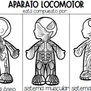 Movimiento del cuerpo y prevención de lesiones 