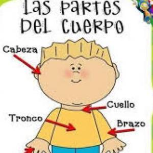 Partes del cuerpo
