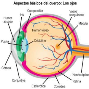 El sentido de la vista 3C (ICR) )