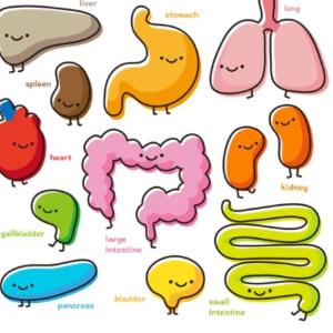 sistema digestivo y oseo