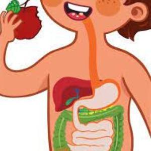 Sistema Digestivo: Anatomía de los órganos