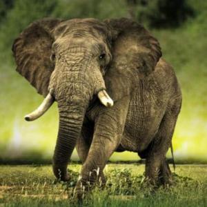 Portada del juego 1...2...3...ANIMALS! – Idiomas