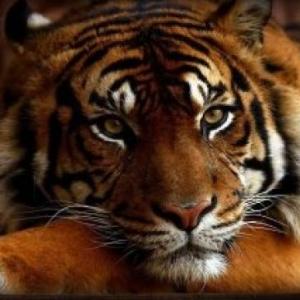 Animalsanimales3 Animalsanimales3