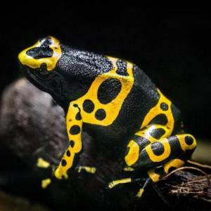 Guess the Name of the Animal