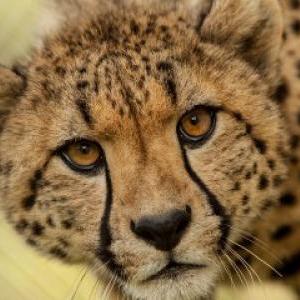 Guess The Animal