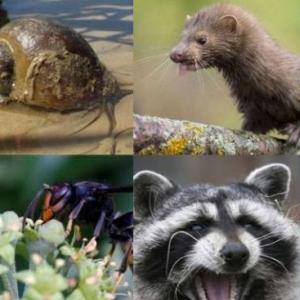 Minitrivia Especies Invasoras