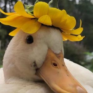 Imagen de portada del videojuego educativo: ANIMALANDIA , de la temática Biología
