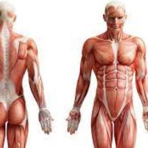 Sistemas del cuerpo
