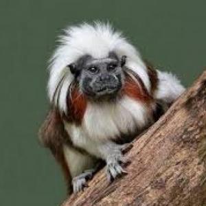 animales sorprendentes