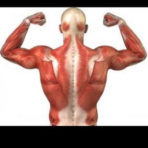 Partes del cuerpo