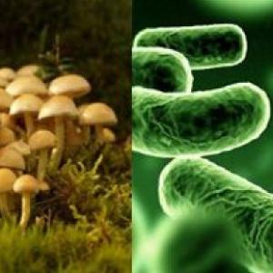 ciclos bioquímicos 