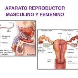 Órganos reproductores