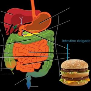 Aparato digestivo y excretor