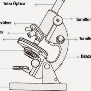 Partes del microscopio - Histología I