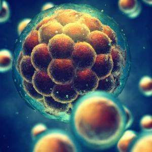Células Madre Hematopoyética