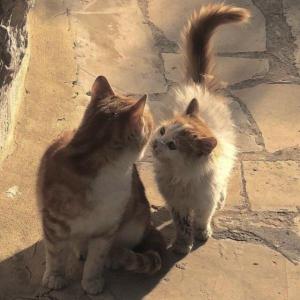 gatos superiores 