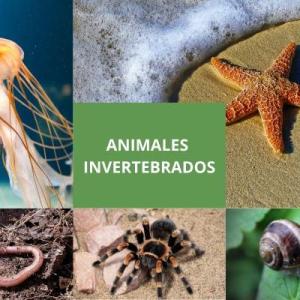 ANIMALES INVERTEBRADOS 