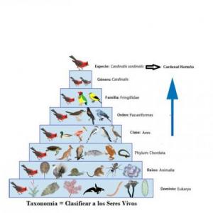 CLASIFICACIÓN DE LOS SERES VIVOS