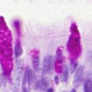 TEJIDO GLANDULAR 3
