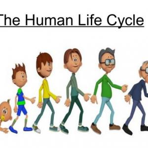 Imagen de portada del videojuego educativo: Life Cycle of the Human, de la temática Idiomas