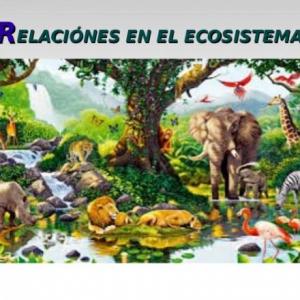 Relaciones en los ecosistemas