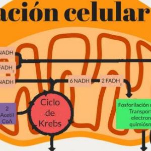 Cadena Respiratoria