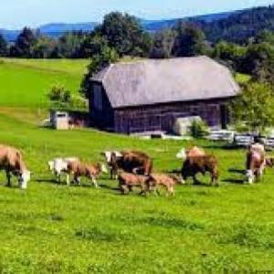 APRENDIZ DEL CAMPO
