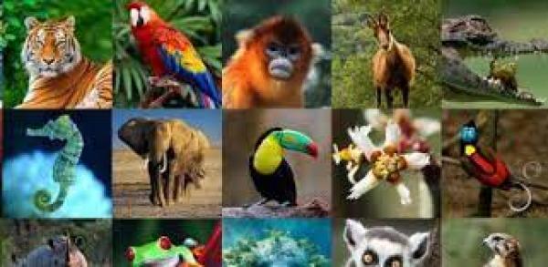 ¿CUÁNTO SABEMOS DE LOS ANIMALES?