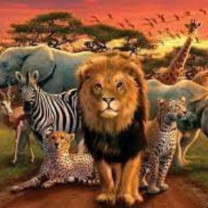 Memoria del Reino Animal