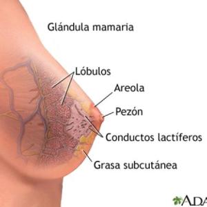 Glándula Mamaria