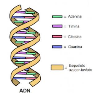 HISTORIA DEL ADN 