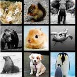 animals