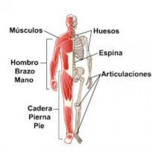 Imagen de portada del videojuego educativo: músculos y huesos del cuerpo humano , de la temática Biología