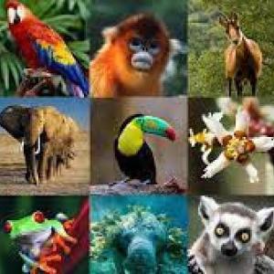 REINO ANIMAL