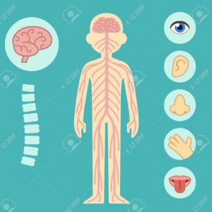 importancia del sistema nervioso