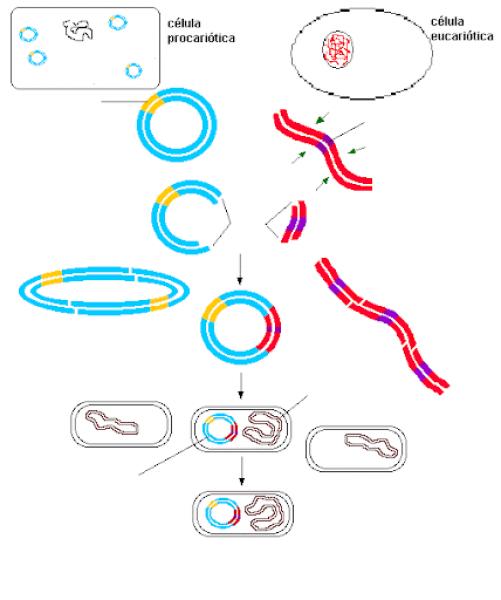 Clonación de ADN
