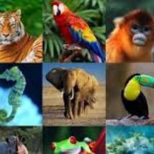 ANIMALES