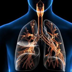 partes del sistema respiratoria